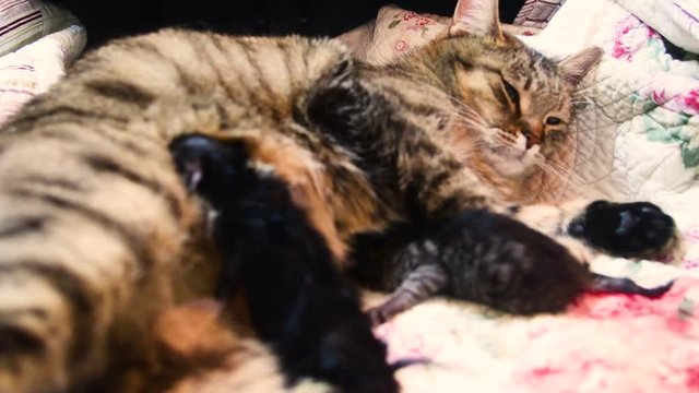 A cat is giving birth to new babies