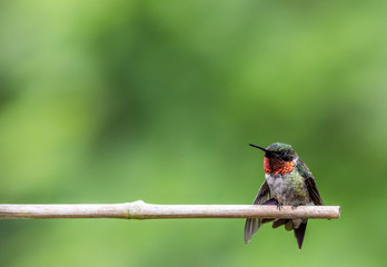 Adorable Ruby-Throated Hummingbird male (Archilochus colubris) perched on bamboo with green background room for text copy