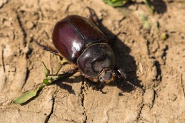 European rhinoceros beetle (Oryctes nasicornis) is a large flying beetle belonging to the subfamily Dynastinae.