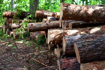deforestation, a bunch of fallen trees in the forest