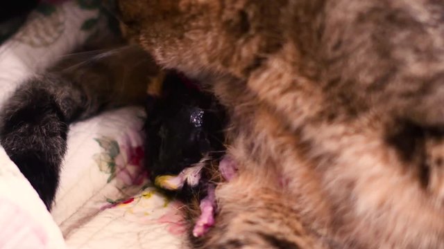 A cat is giving birth to new babies
