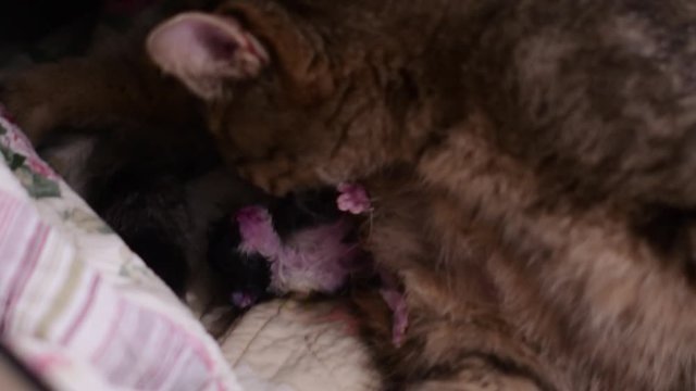 A cat is giving birth to new babies