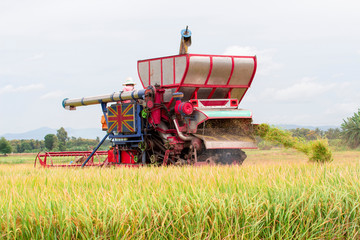 Fototapeta premium Combine harvesters on paddy farm