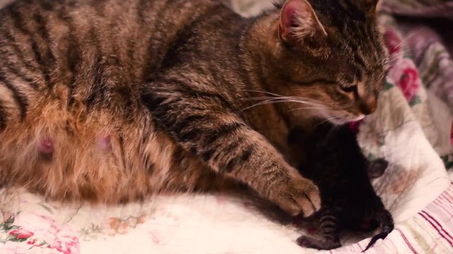 A cat is giving birth to new babies
