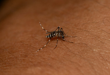 Marco image of mosquitoes on the skin,mosquitoes vectors