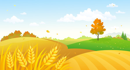 Vector cartoon illustration of fall wheat fields and blue sky