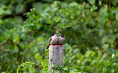 Two mercury birds on a natural background