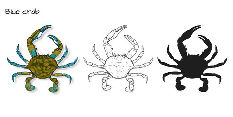 Crab vector by hand drawing.crab silhouette on white background.Blue Crabs art highly detailed in line art style.Animal pictures for coloring