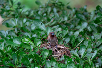 Thailand house sparrow on the bush