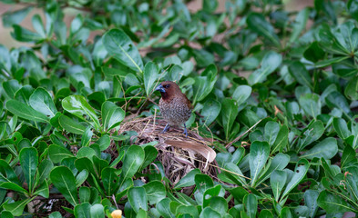 Thailand house sparrow on the bush