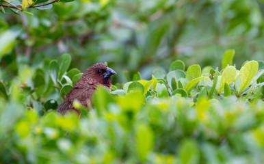 Thailand house sparrow on the bush