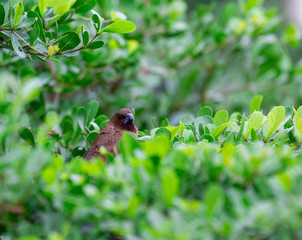 Thailand house sparrow on the bush