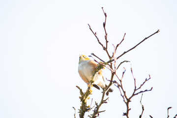 Bird on branch in tree with sky background. Wildlife nature background. Zosterops lateralis silvereye waxeye in New Zealand. Wild birds.