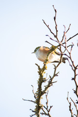 Naklejka premium Bird on branch in tree with sky background. Wildlife nature background. Zosterops lateralis silvereye waxeye in New Zealand. Wild birds.