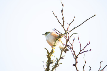 Bird on branch in tree with sky background. Wildlife nature background. Zosterops lateralis silvereye waxeye in New Zealand. Wild birds.