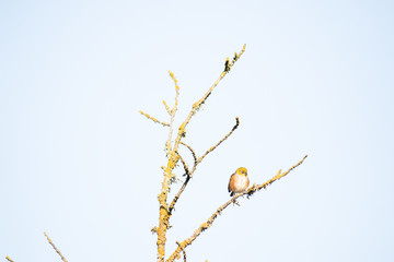 Bird on branch in tree with sky background. Wildlife nature background. Zosterops lateralis silvereye waxeye in New Zealand. Wild birds.
