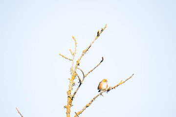 Bird on branch in tree with sky background. Wildlife nature background. Zosterops lateralis silvereye waxeye in New Zealand. Wild birds.