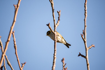Bird on branch in tree with sky background. Wildlife nature background. Zosterops lateralis silvereye waxeye in New Zealand. Wild birds.