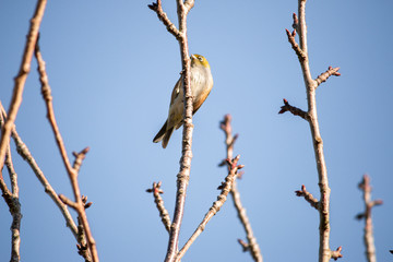 Bird on branch in tree with sky background. Wildlife nature background. Zosterops lateralis silvereye waxeye in New Zealand. Wild birds.