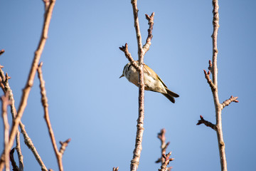 Bird on branch in tree with sky background. Wildlife nature background. Zosterops lateralis silvereye waxeye in New Zealand. Wild birds.