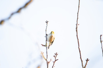 Bird on branch in tree with sky background. Wildlife nature background. Zosterops lateralis silvereye waxeye in New Zealand. Wild birds.