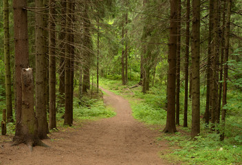 Pine forest at summer day.