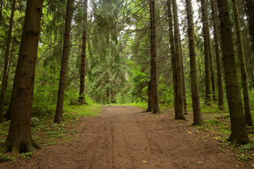 Obraz premium Pine forest at summer day.