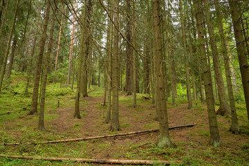 Obraz premium Pine forest at summer day.