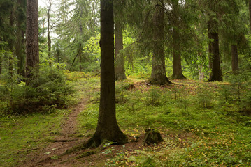 Pine forest at summer day.
