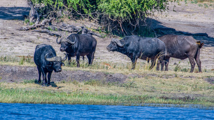 Fototapeta premium Buffaloes Chobe