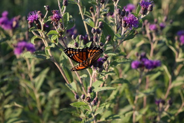 Monarch Butterfly