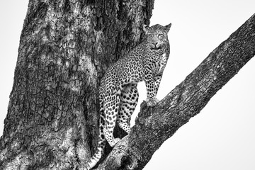 Leopard in tree B&W