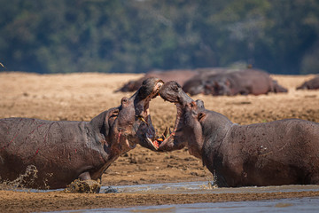 Fototapeta na wymiar Hippo fight4