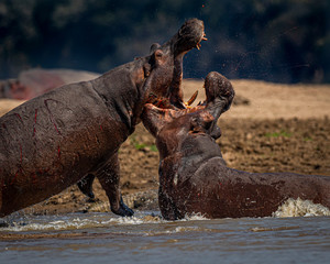 Fototapeta na wymiar Hippo fight2