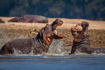 Hippo fight