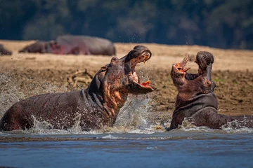 Foto op Aluminium Hippo fight © Dennis