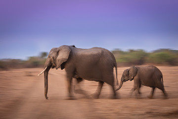 Fototapeta na wymiar Pan blur elephants
