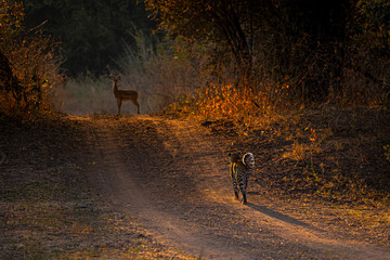 Leopard stalking impala