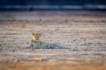 Leopard laying on beach
