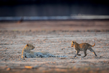 Leopard and cub oin beach