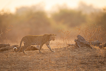 Leopard walk