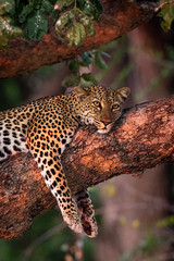 Leopard on branch