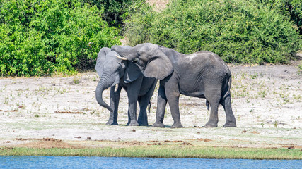 Elephants embracing