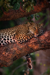 Fototapeta na wymiar Sunset leopard