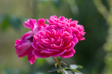 Obraz premium Bouquet of pink roses in green natural background