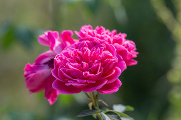 Bouquet of pink roses in green natural background