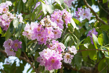 Naklejka premium Beautiful purple flower of Lagerstroemia speciosa