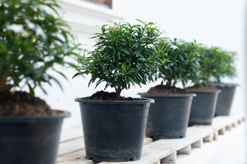 Interior green plant tree leaf in white pot small decorative on wooden shelves with white wall background