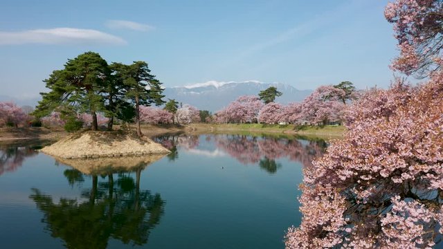 Aerial view of cherry blossoms and pond with mountain reflection in Nagano Japan