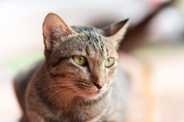 Brown cat looking for something